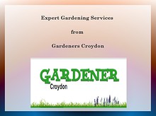 Expert Gardening Services in Croydon