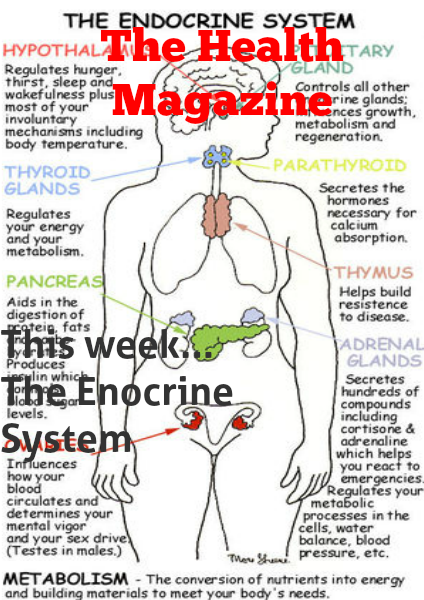 Endocrine system may 2013