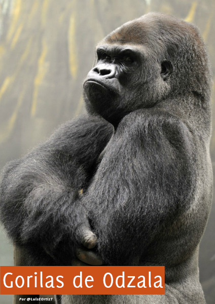 Gorilas de Odzala 1