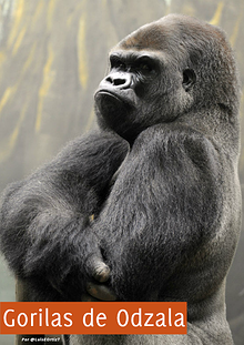 Gorilas de Odzala