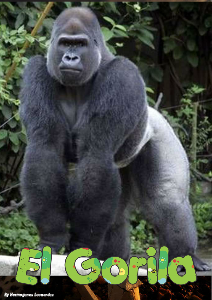 El Gorila OCTUBRE DE 2012