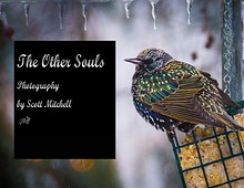 The Other Souls - Photography of Scott Mitchell