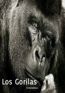 Los Gorilas - La Especie  En Peligro de Extinción