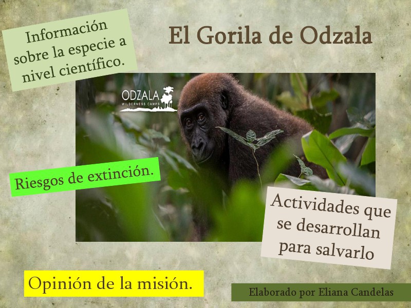 Salvemos el Gorila de Odzala Julio, 2014