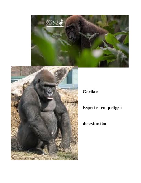 Gorilas: especie en peligro de extinción Agosto 2014