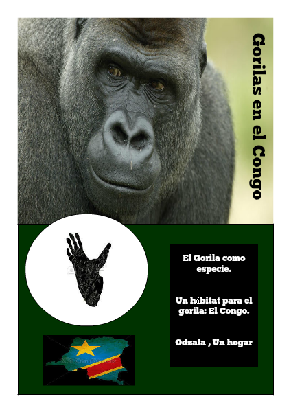 Gorilas en el Congo agosto 2014