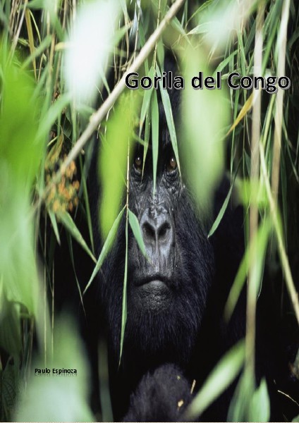 Test Drive Gorila del Congo.