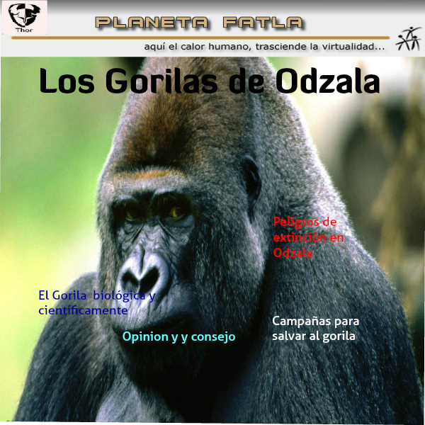 Los Gorilas en el Congo, peligro de extinción. Agosto 2014