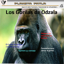 Los Gorilas en el Congo, peligro de extinción.