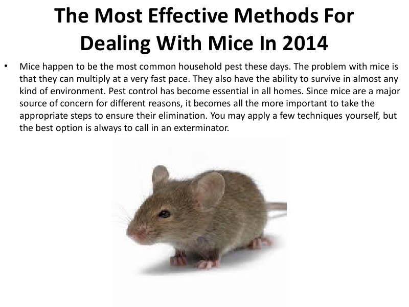 The Most Effective Methods For Dealing With Mice In 2014 ods For Dealing With Mice I