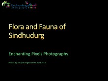 Flora and Fauna of Tropical rainforests in Sindhudurg