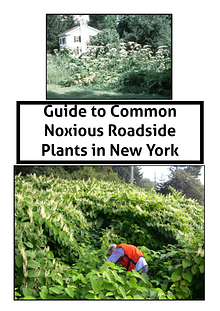 Guide to Common Noxious Roadside Plants in New York 