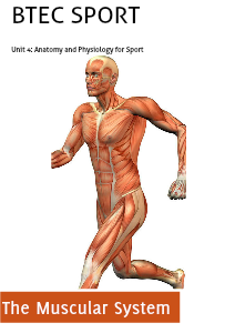 Unit 4: Anatomy and Physiology for Sport  Assignment 2  - The Muscular System