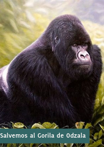 Salvemos al Gorila de Odzala Feb. 2012
