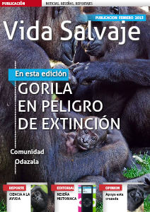 Gorila una especie en peligro Febrero 2013