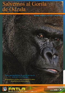 El Gorila de Odzala 001 2013