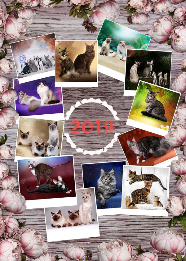 Foodstuff/zoo Calendar 2019 cat's