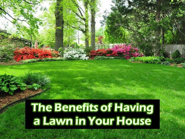 The Benefits of Having a Lawn in Your House The Benefits of Having a Lawn in Your House