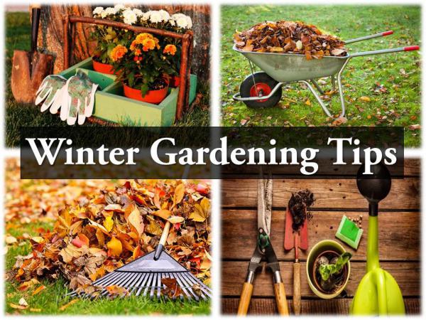 Winter Gardening Tips Winter Gardening Tips