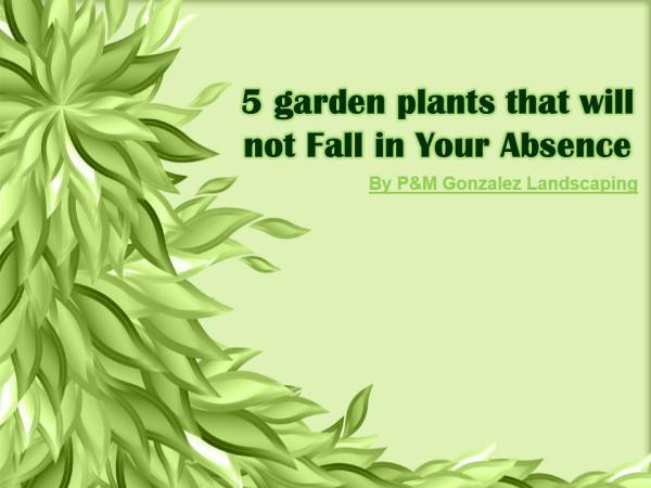 5 garden plants that will not Fall in Your Absence 5 garden plants that will not Fall in Your Absence