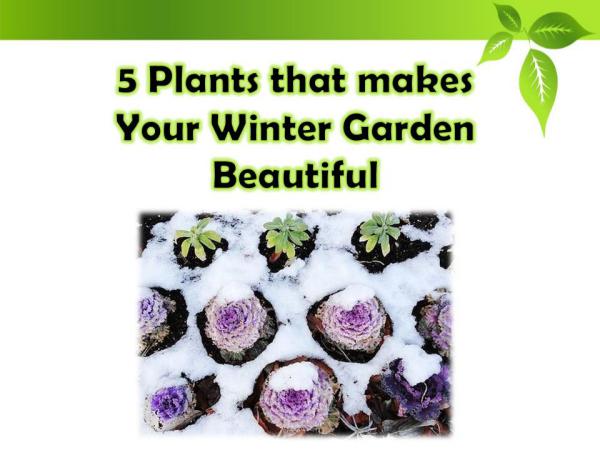 5 Plants that makes Your Winter Garden Beautiful 5 Plants that makes Your Winter Garden Beautiful