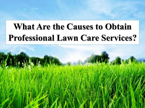 What Are the Causes to Obtain Professional Lawn Care Services? What Are the Causes to Obtain Lawn Care Service