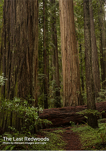 The Last Redwoods