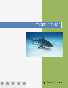Tiger shark 2013