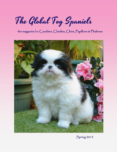 The Global Toy Spaniels Issue 8