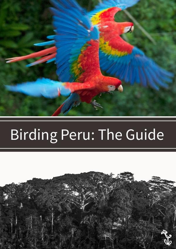 Peru Birding Guide Andes to Amazon birdwatching