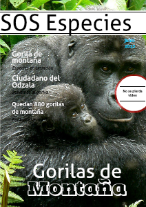 El gorila: una especie a punto de extinguirse Junio 2013