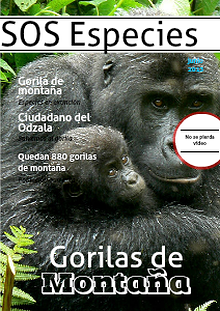 El gorila: una especie a punto de extinguirse