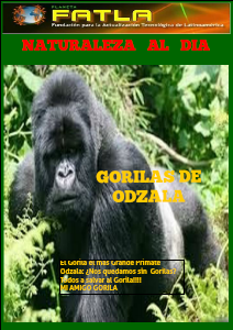 Los Gorila de Odzala Julio 2013
