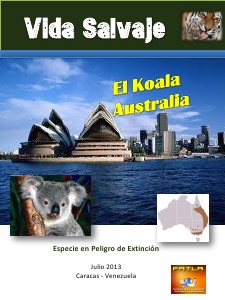 Koala Jul. 2013