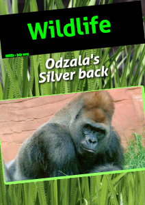 The Gorilla's of Odzala July, 2013