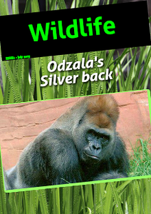 The Gorilla's of Odzala