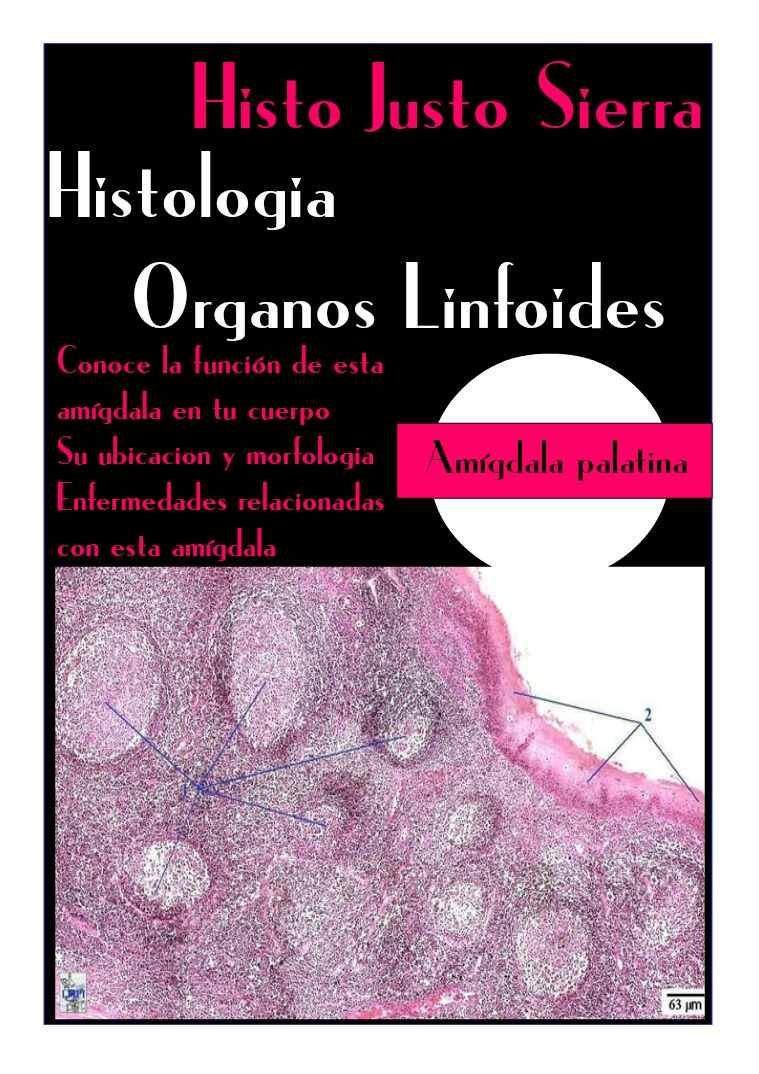 histologia organos linfoides 1