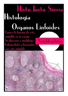 histologia organos linfoides