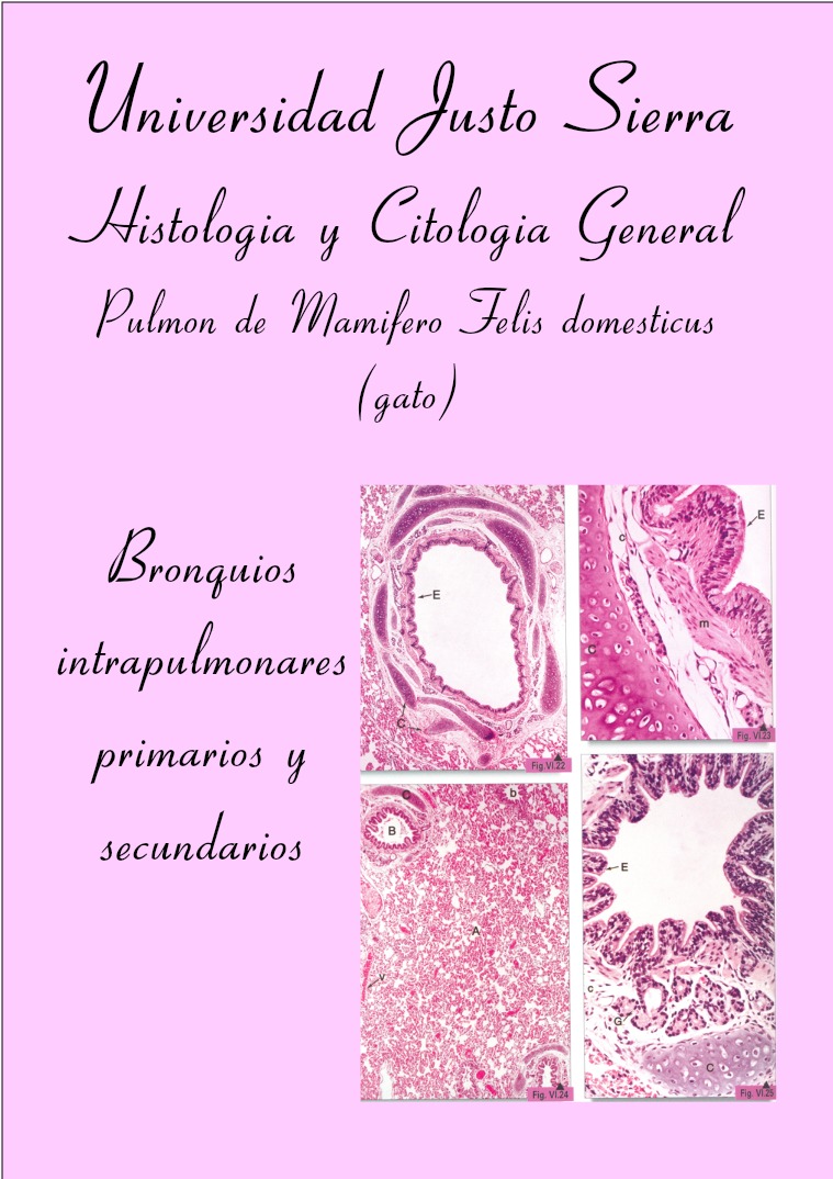 Revista Histología 1
