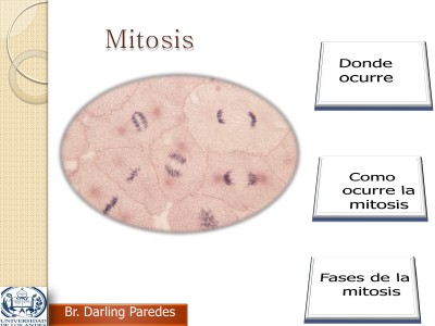 reproducción celular. mitosis volumen 1