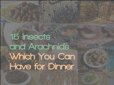 15 Insects and Arachnids Which You Can Have for Dinner October 2013
