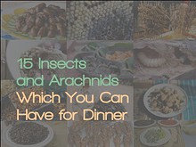15 Insects and Arachnids Which You Can Have for Dinner