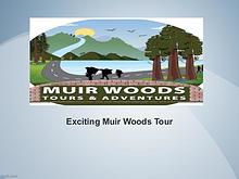 Exciting Muir Woods Tour