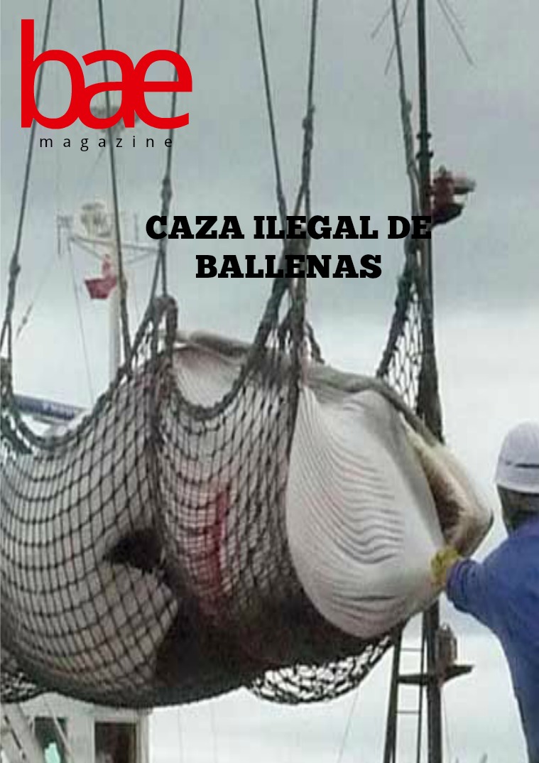 Caza ilegal de ballenas Caza ilegal