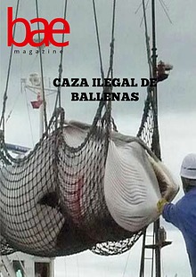 Caza ilegal de ballenas