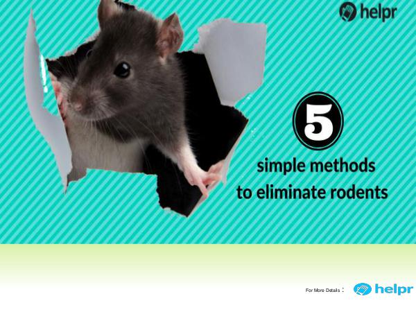 5 simple methods to eliminate rodents from your home 5 simple methods to eliminate rodents from your ho
