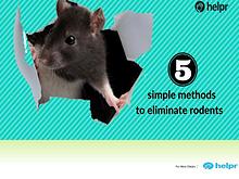 5 simple methods to eliminate rodents from your home