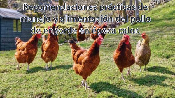 Recomendaciones prácticas de manejo y alimentación del pollo de engor Recomendaciones  prácticas de manejo y alimentació