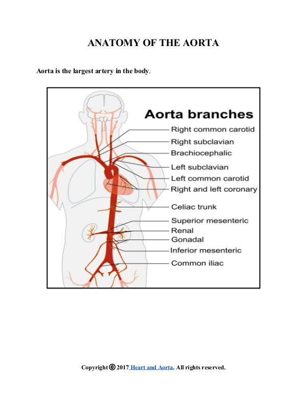 Heart and Aorta ANATOMY OF THE AORTA