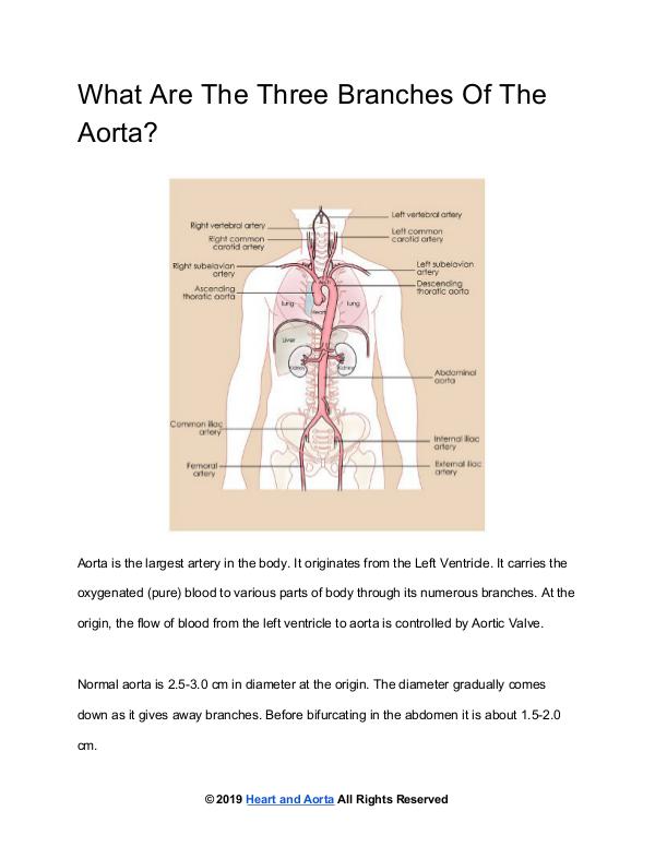 Branches Of The Aorta